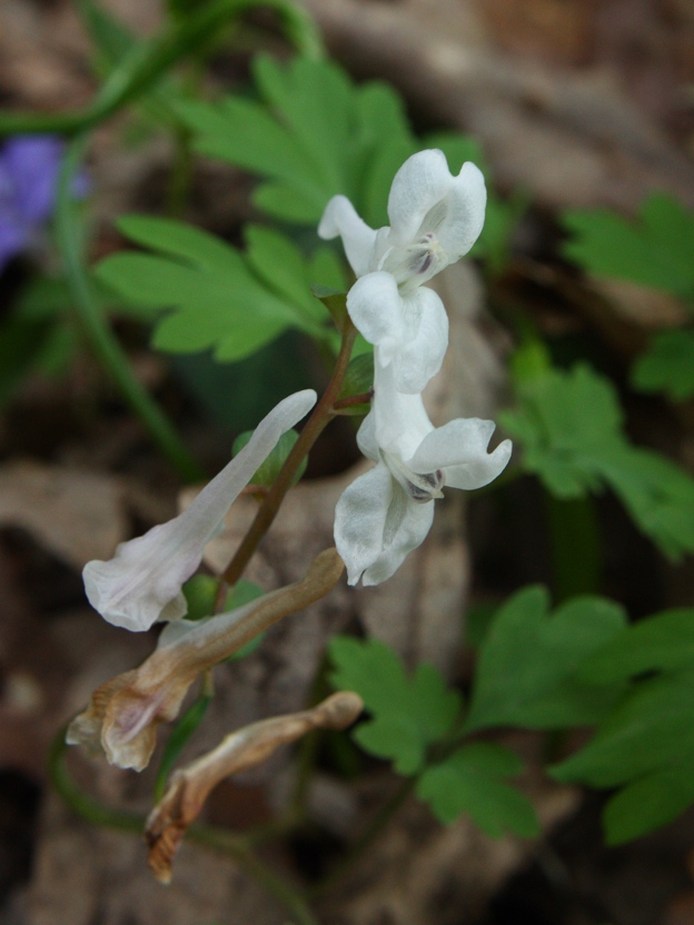 Corydalis cava